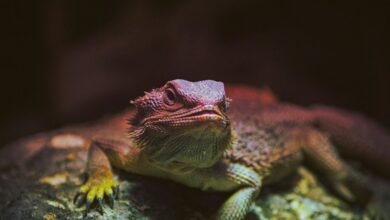 identifier behavior and metrics